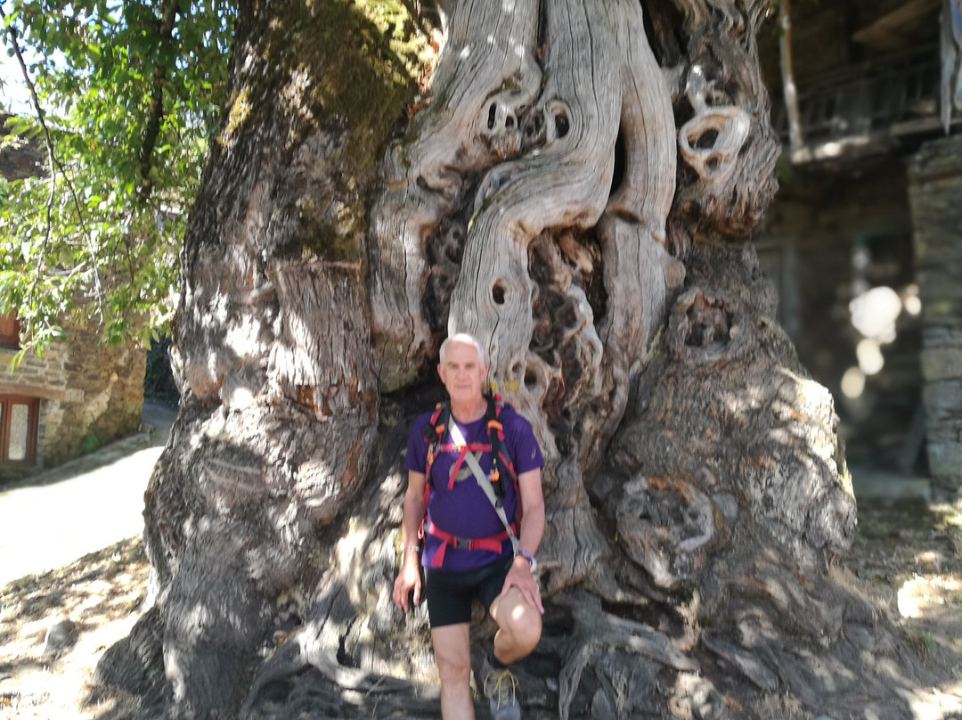 Castineiro Milenario-Begonte必去景点