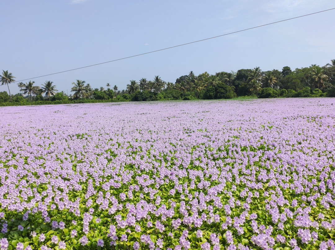 kochibackwaters-柯钦必去景点