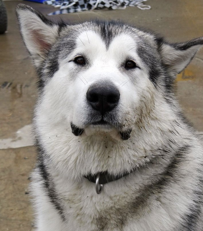 White Post Auto Museum-Tappen必去景点