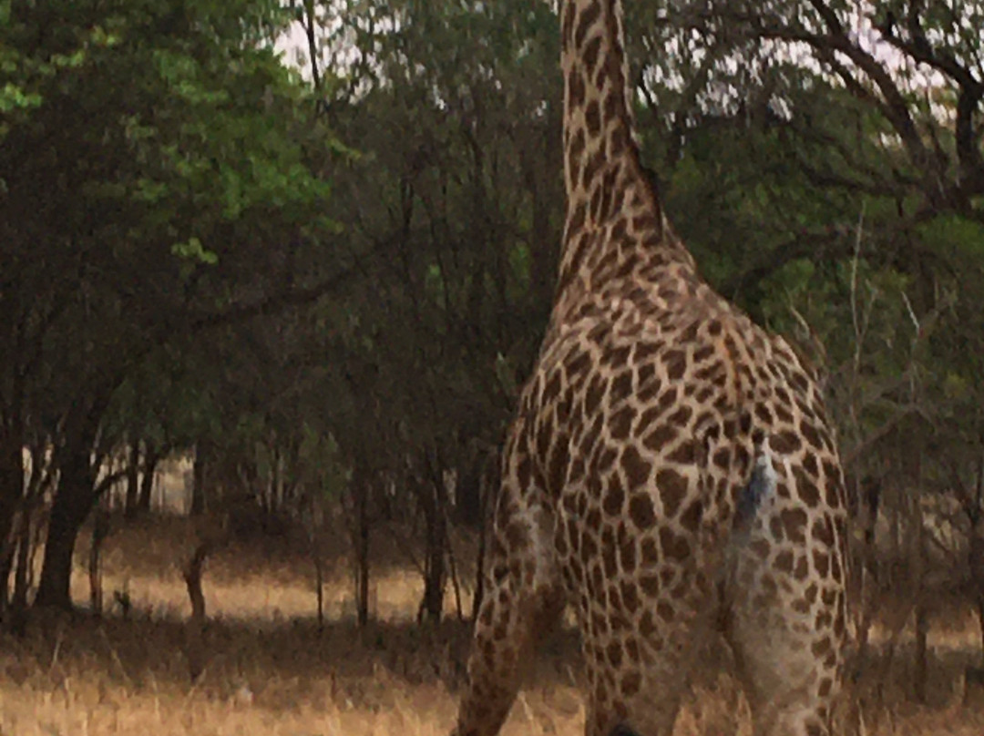Lilayi Elephant Nursery-卢萨卡必去景点