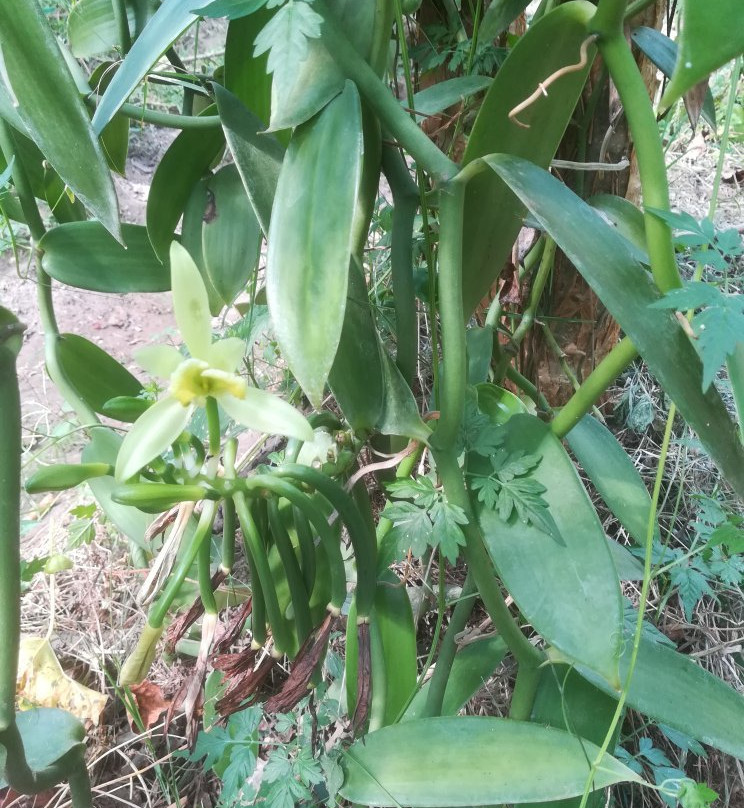 Millot Plantation景点图片