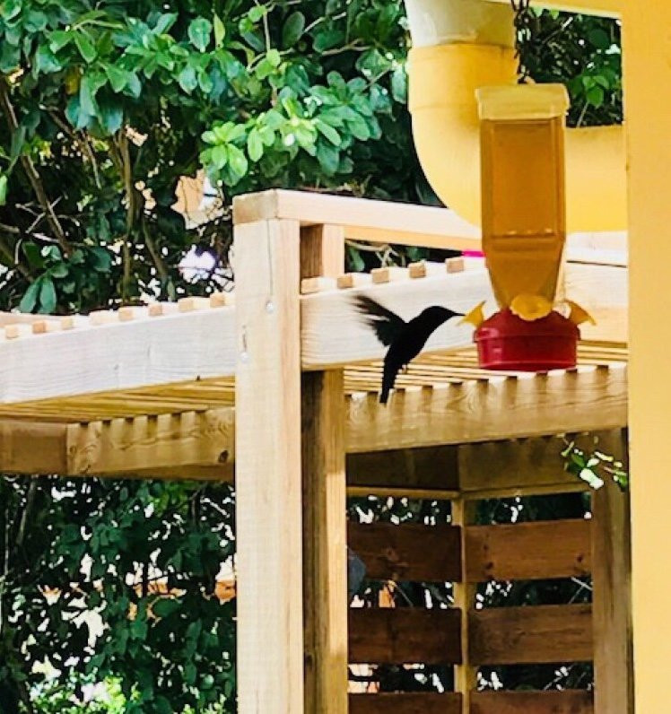 Anse-à-l'Ane-Trois-Ilets必去景点