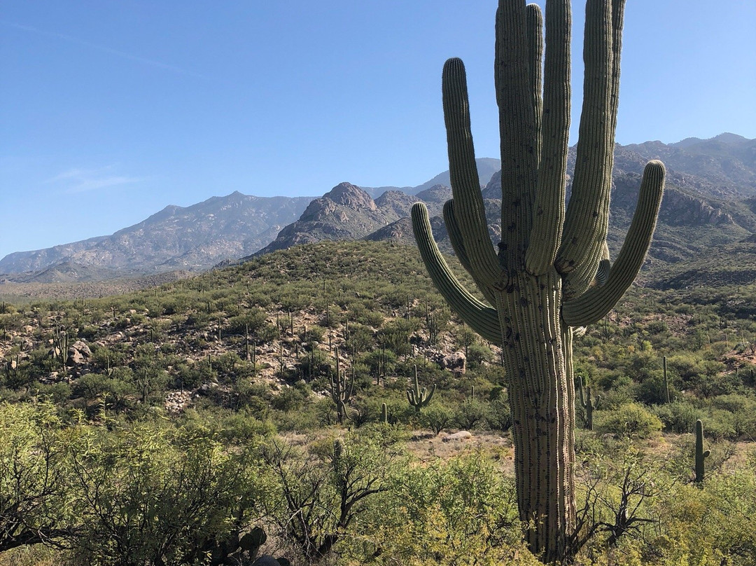 Catalina State Park景点图片