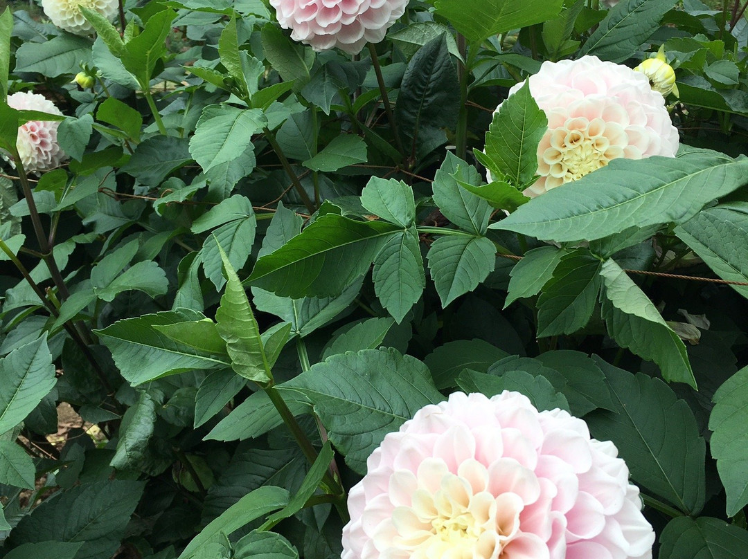 Ryokamisanroku Hananosato Dariaen-小鹿野町必去景点