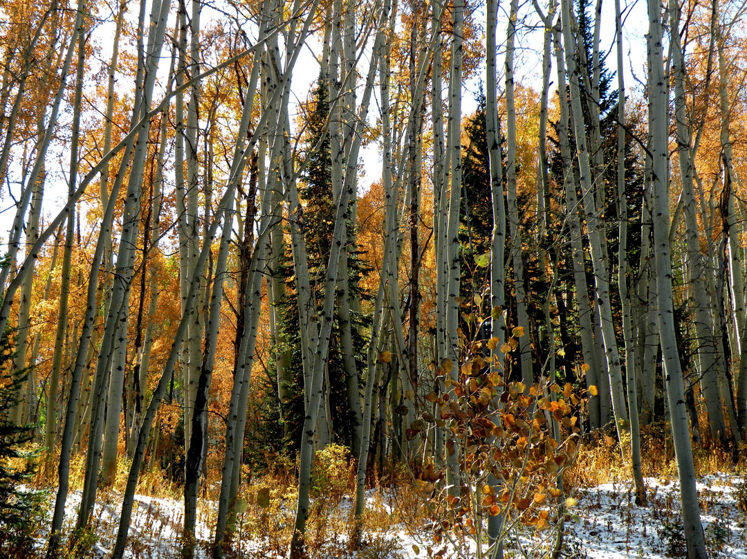 West Elk Loop Scenic Byway-卡本代尔必去景点