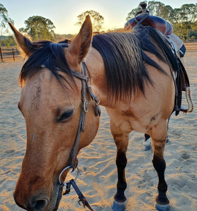 Cowboy Up Trail Riding-Emu Creek必去景点