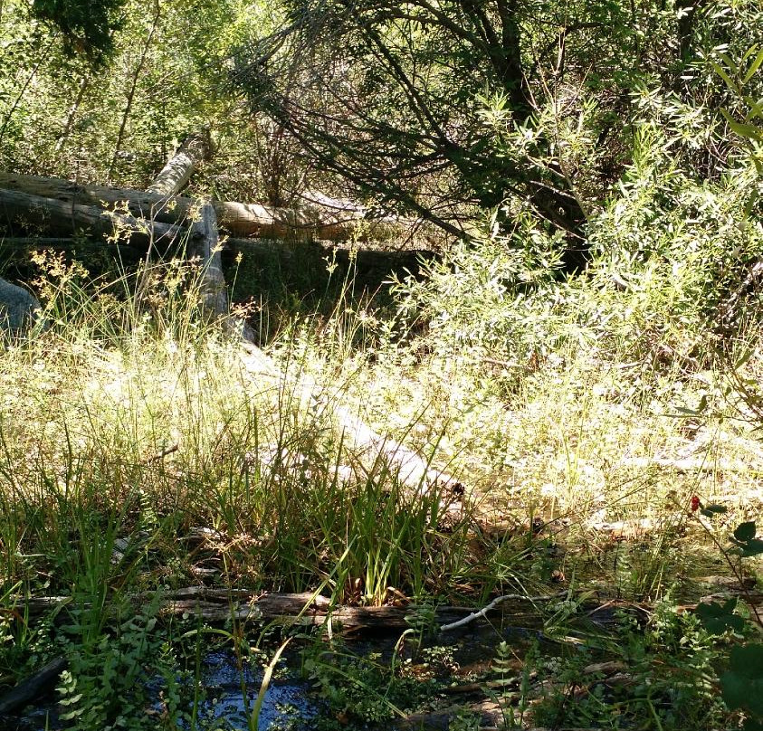 Thurman Flats Picnic Area