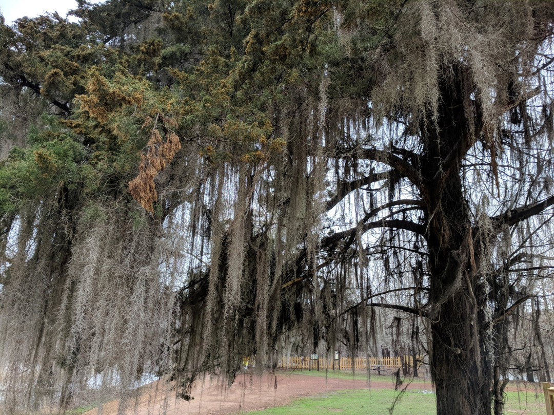 Caddo Lake National Wildlife Refuge