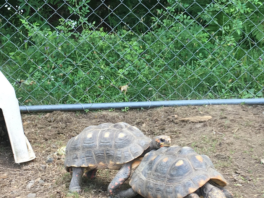 Zoo Creatures景点图片
