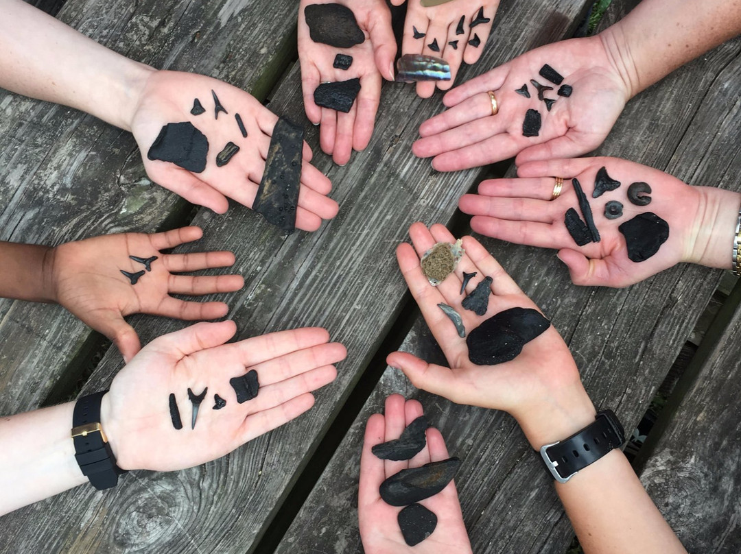 Charleston Fossil Adventures-查尔斯顿必去景点