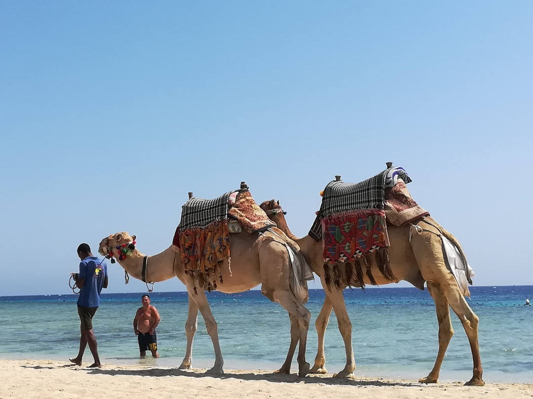 努比亚度假村马萨奥姆希尔顿主图