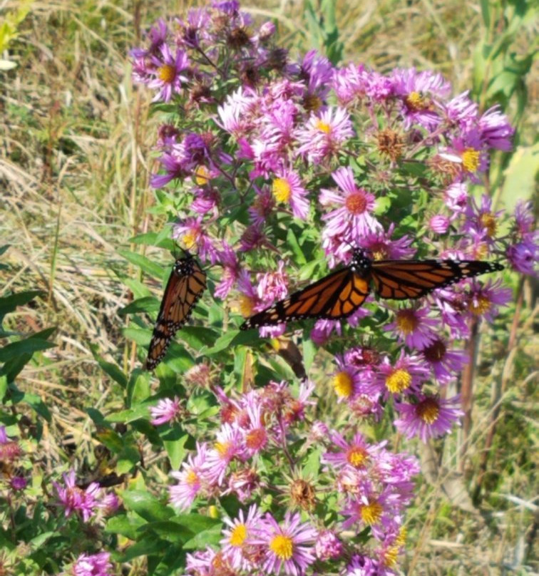 Millennium Park-Walker必去景点