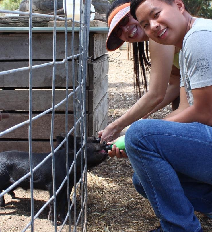 Will's Rare Breeds Farm-Stokes Bay必去景点