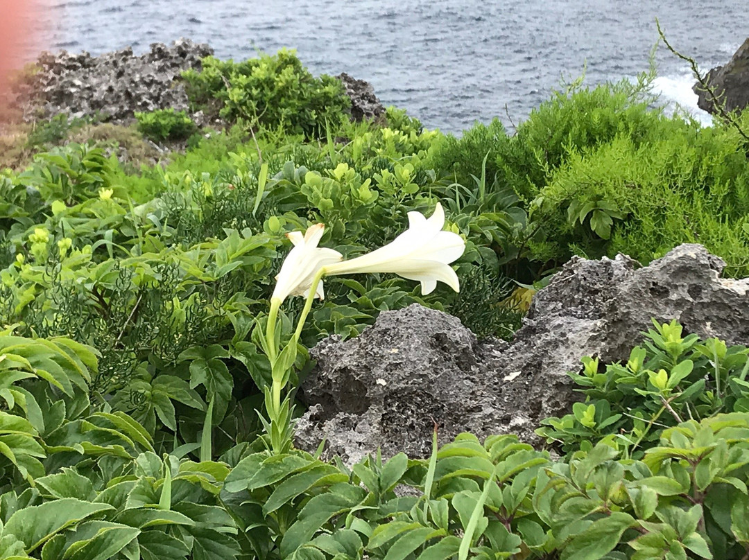 Cape Tamina Misaki景点图片