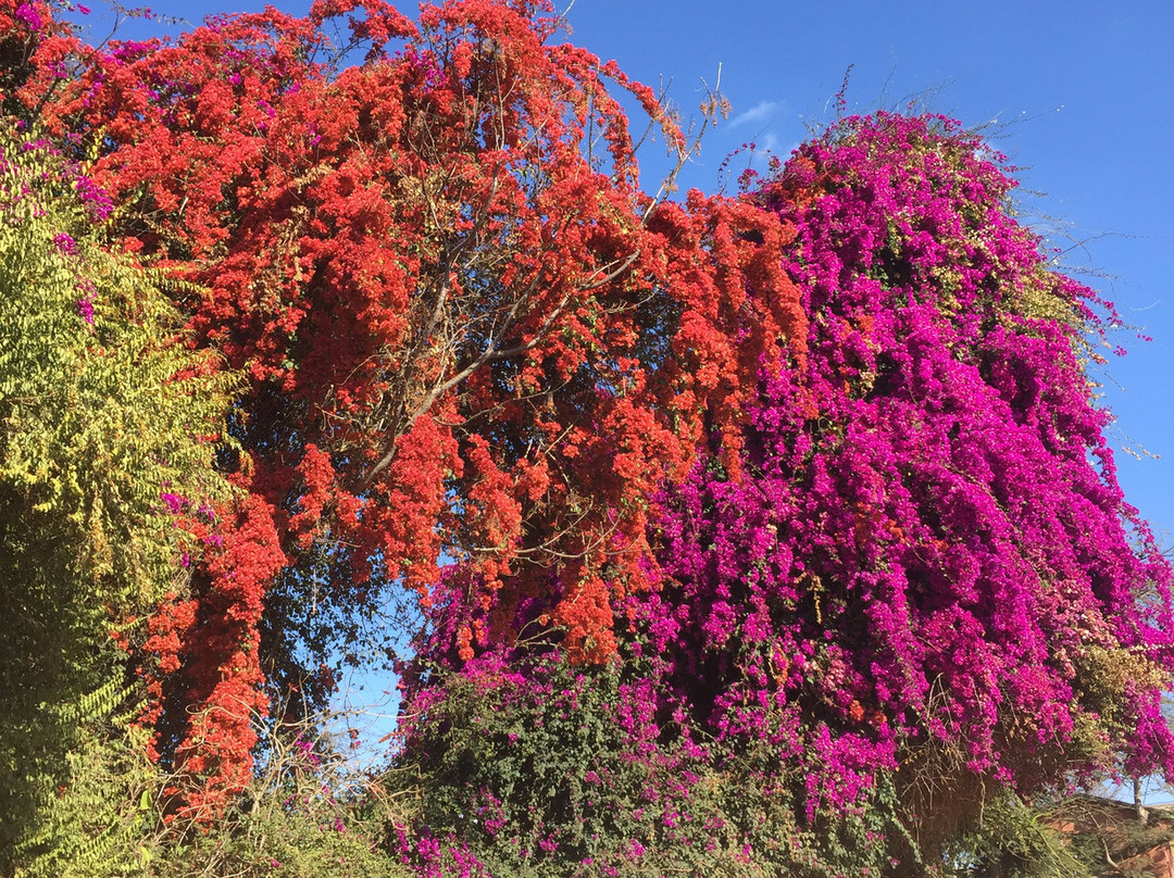 Aux Bougainvillées主图