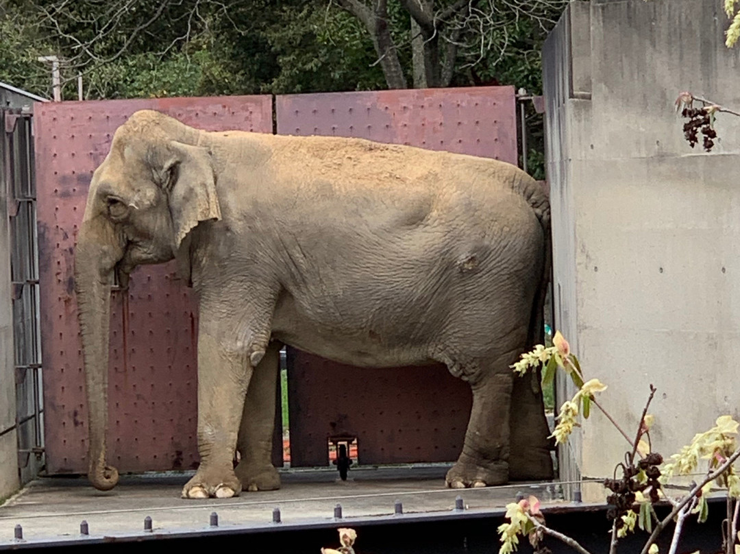 Tokushima Zoo-德岛市必去景点