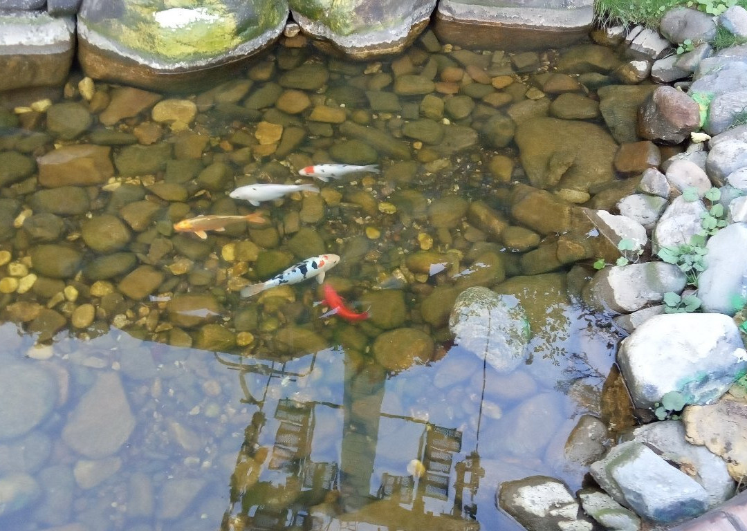 Apart Hotel Kamelia主图