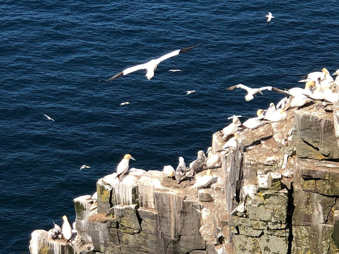 Cape St. Mary's Ecological Reserve景点图片