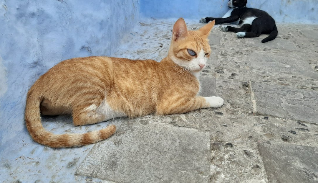 Travel Fun Learn-舍夫沙万必去景点