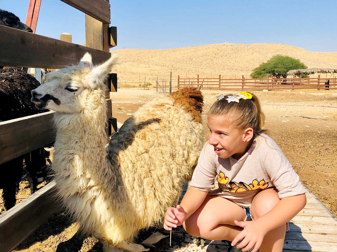 The Alpaca Farm景点图片