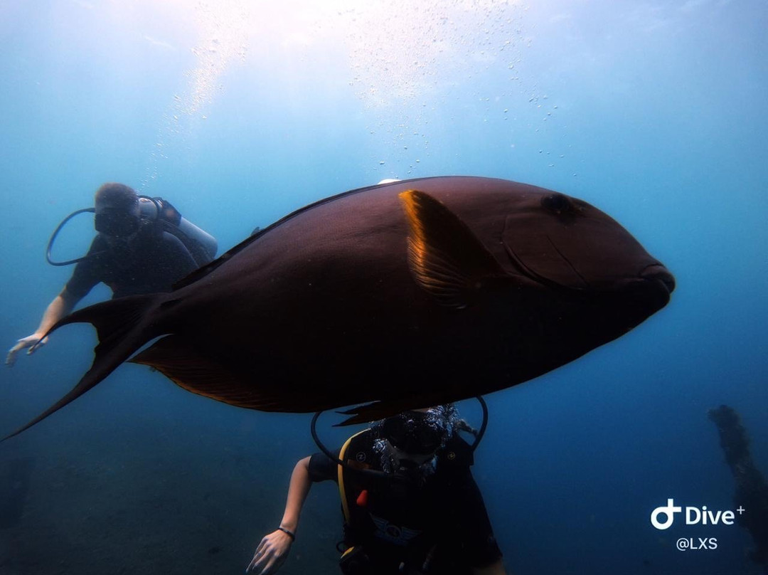 Bali Dive Trek景点图片