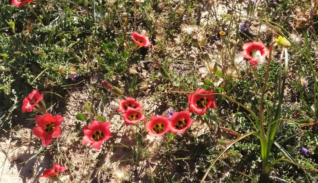 Hantam National Botanical Garden-Nieuwoudtville必去景点