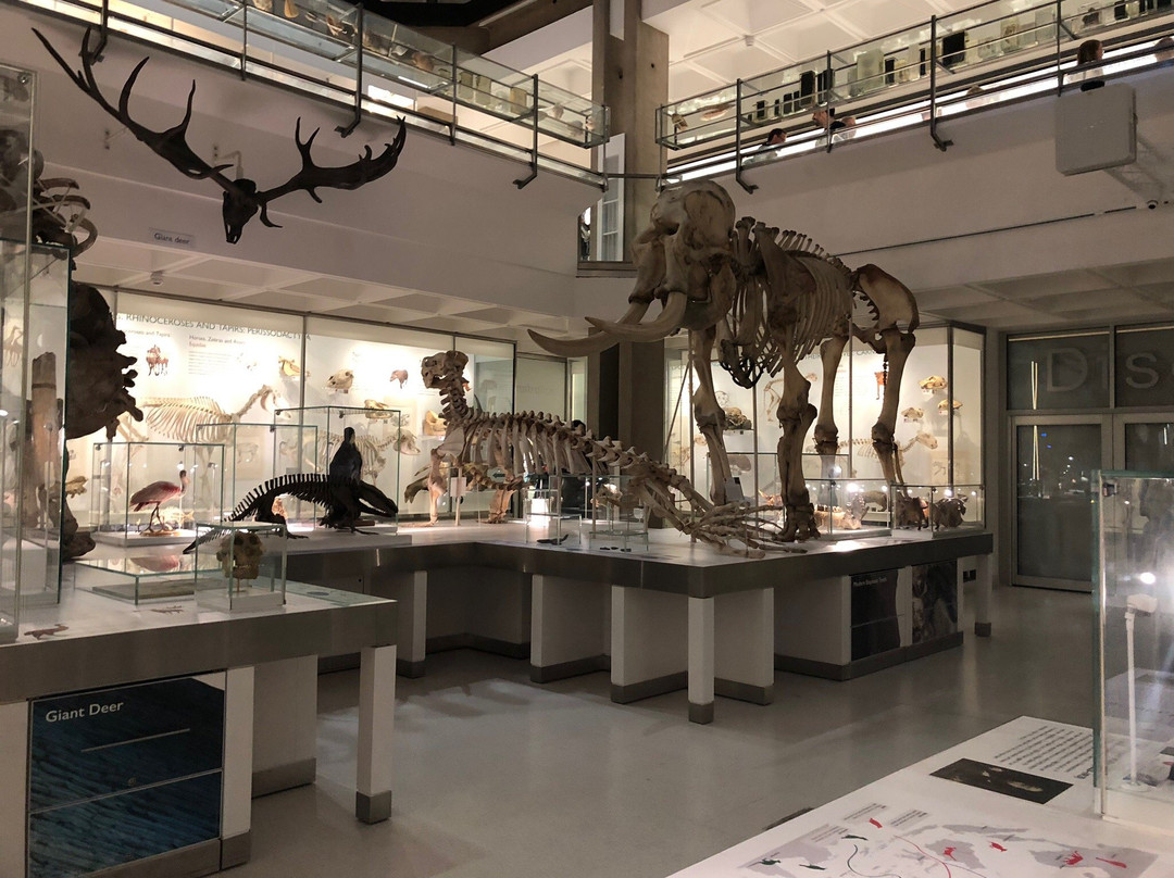 University Museum of Zoology景点图片