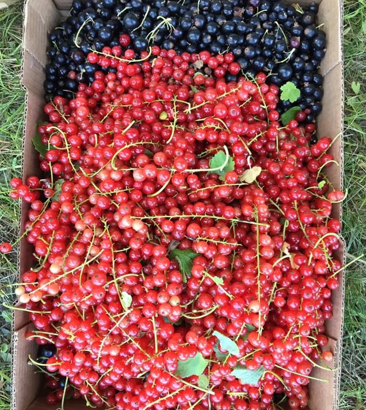 Tikkanen's Berry Farm-Sterling必去景点