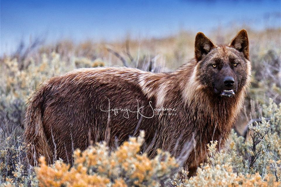 Life So Wild Tours-杰克逊必去景点