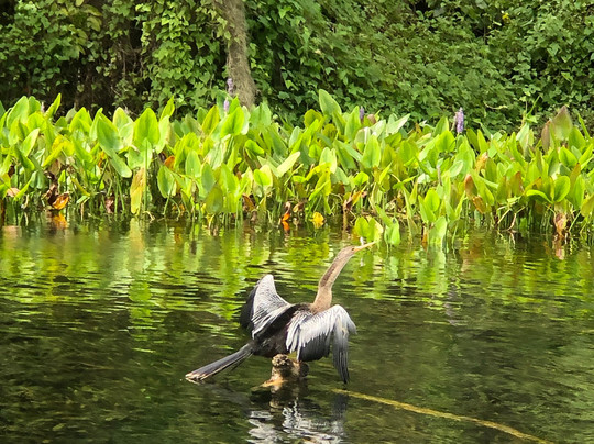 Discovery Kayak Tours-奥卡拉必去景点