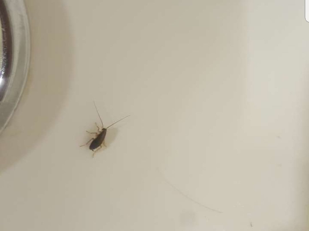 Golden Tulip Zanzibar Resort主图