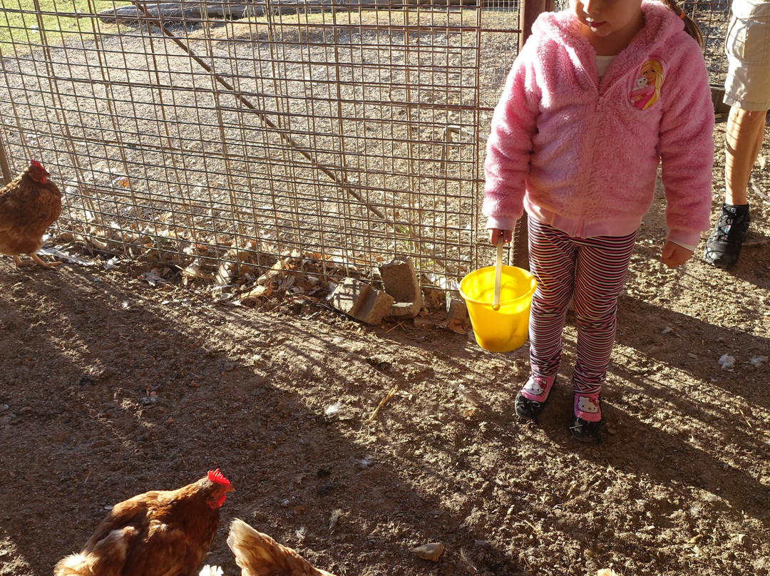 Mudgee's Getaway Cottages主图