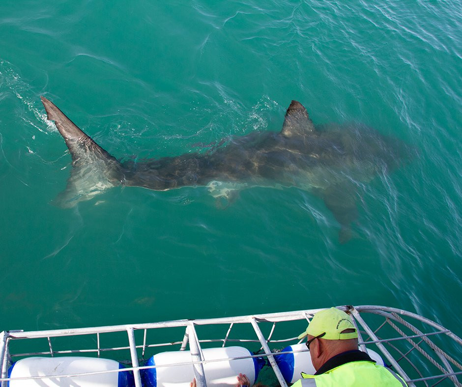 Shark Divers景点图片