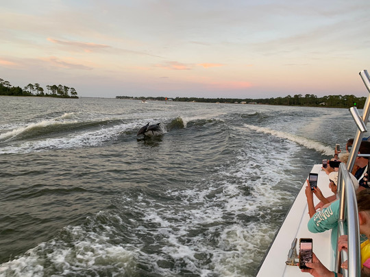 Southern Rose Dolphin Cruises-橙色海湾必去景点