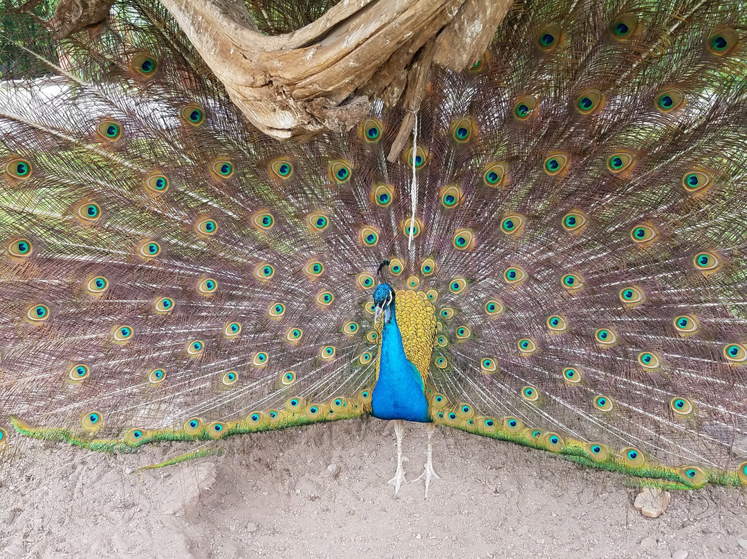 Blackthorne Resort主图