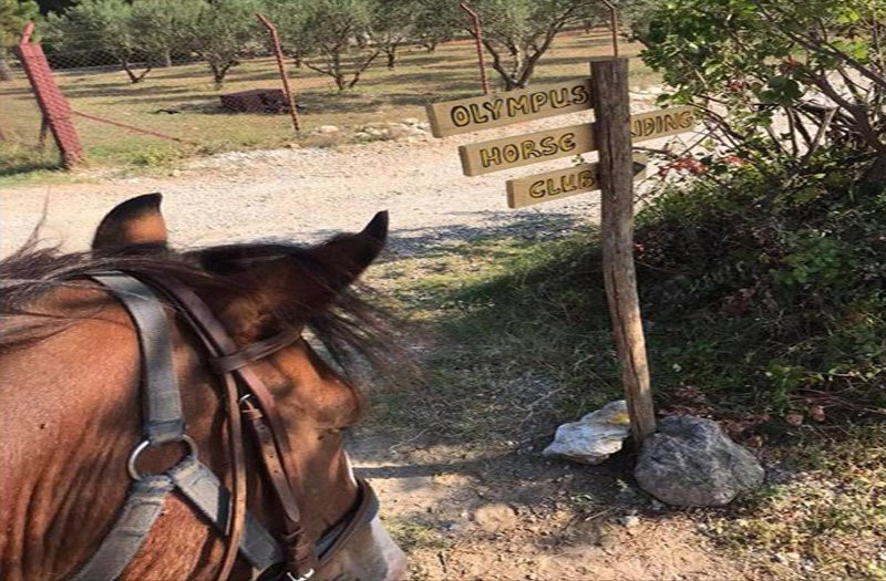 Olympus Horse Riding Club景点图片