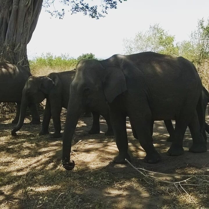 Day Tours Sri Lanka-班托塔必去景点