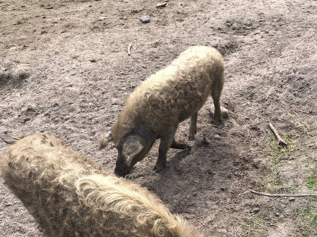 Wildpark Schorfheide-Schorfheide必去景点