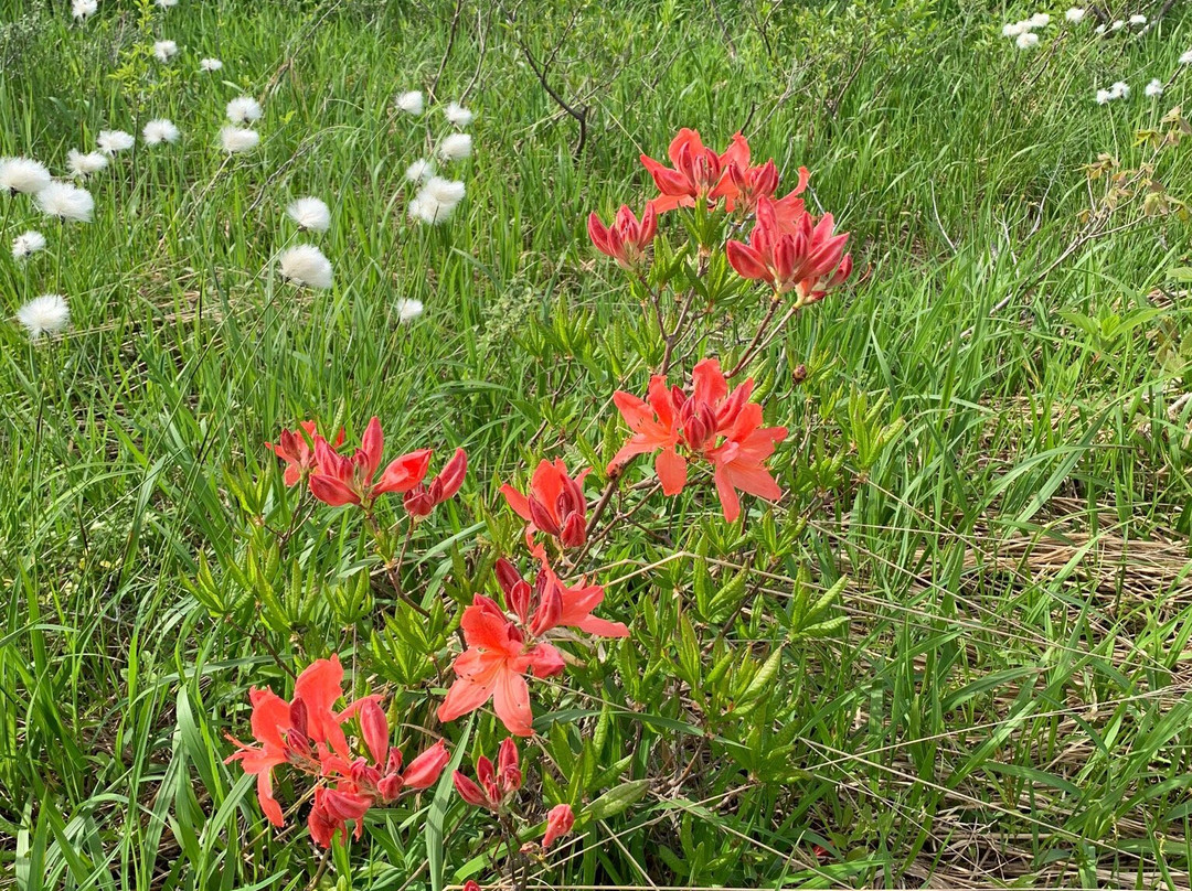 Sekaiyachi Native Flower Trail景点图片