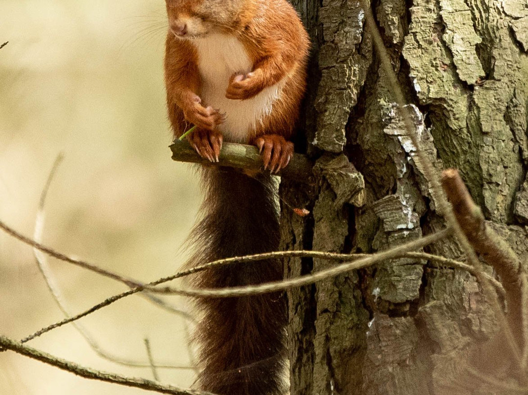 Formby Red Squirrel Reserve-Formby必去景点