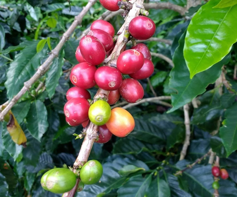 Paisadventure-佩雷拉必去景点