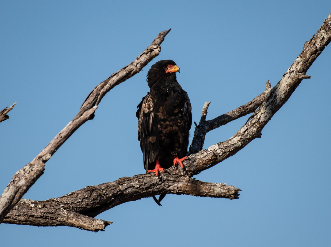 Legend Safaris-克鲁格国家公园必去景点