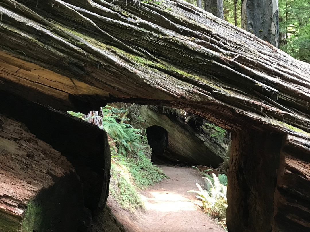 Prairie Creek - Foothill Trail Loop景点图片