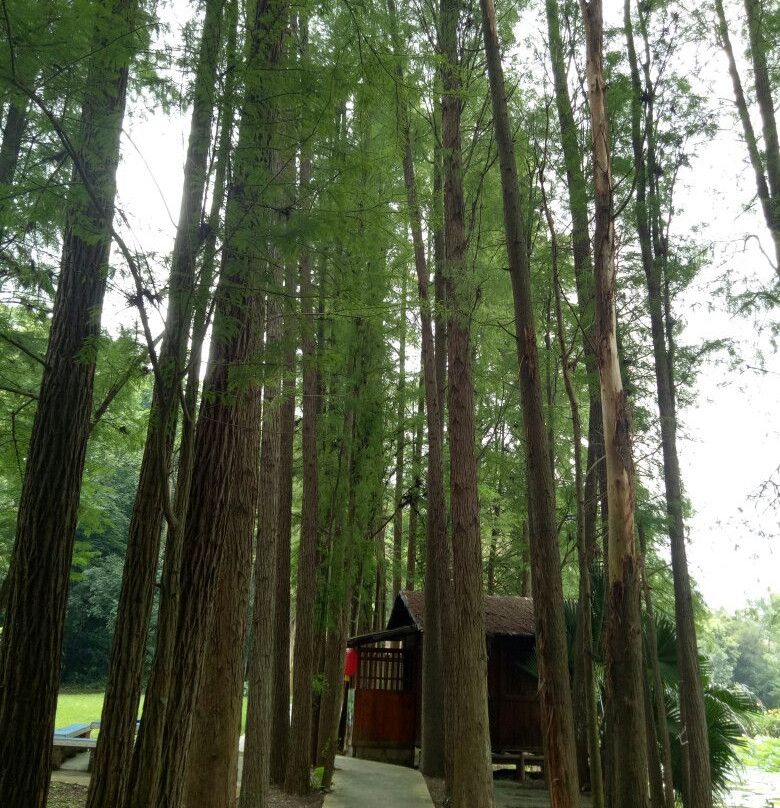 南宁良凤江森林公园-南宁市必去景点
