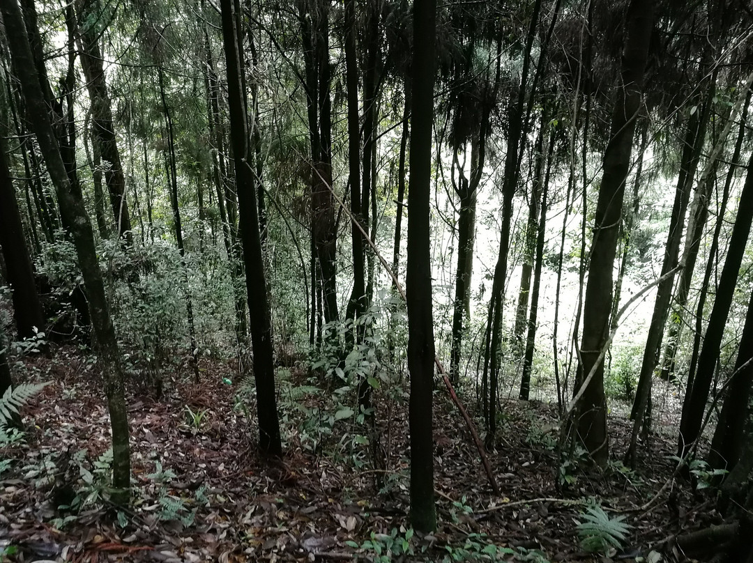 Maenam Wildlife Sanctuary-Namchi必去景点