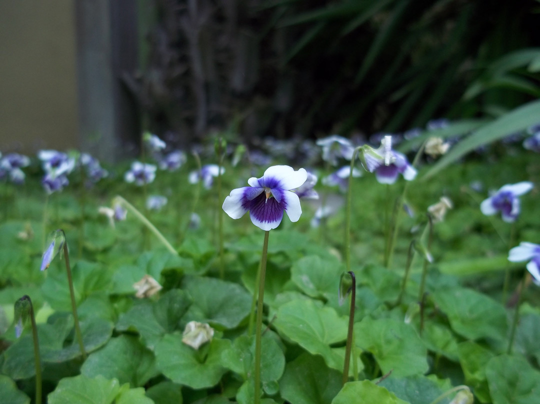 Bushbabies Inn主图