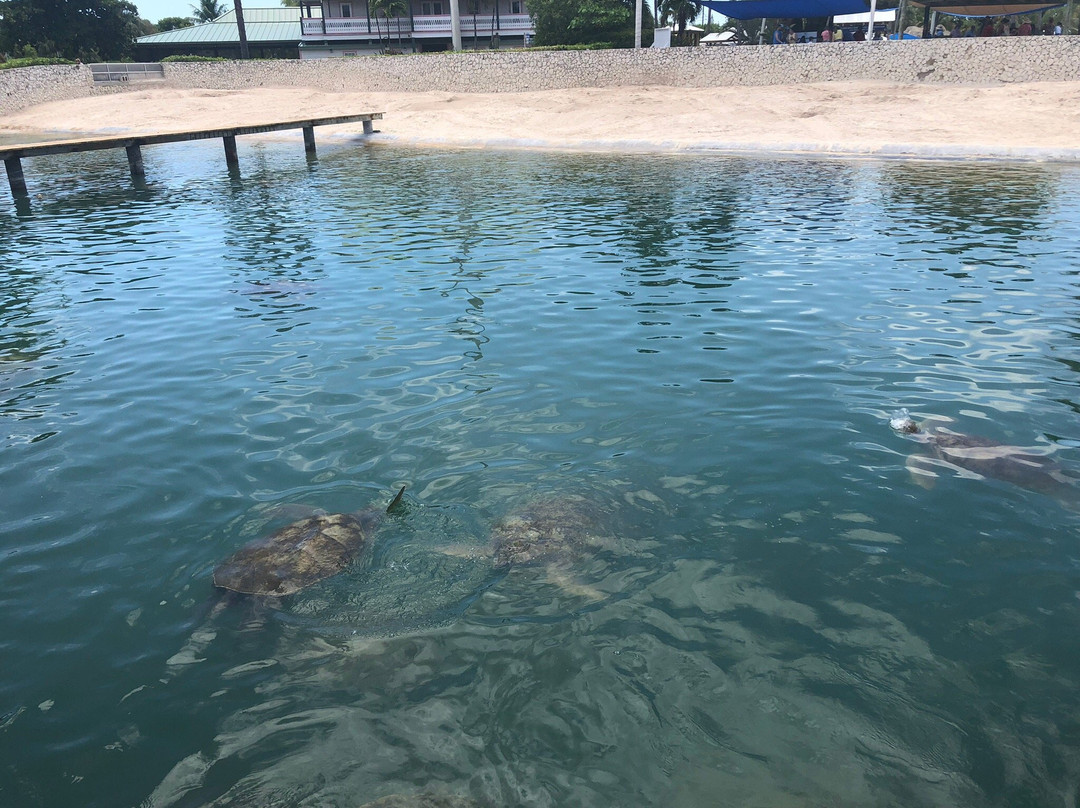 Cayman Turtle Centre: Island Wildlife Encounter景点图片
