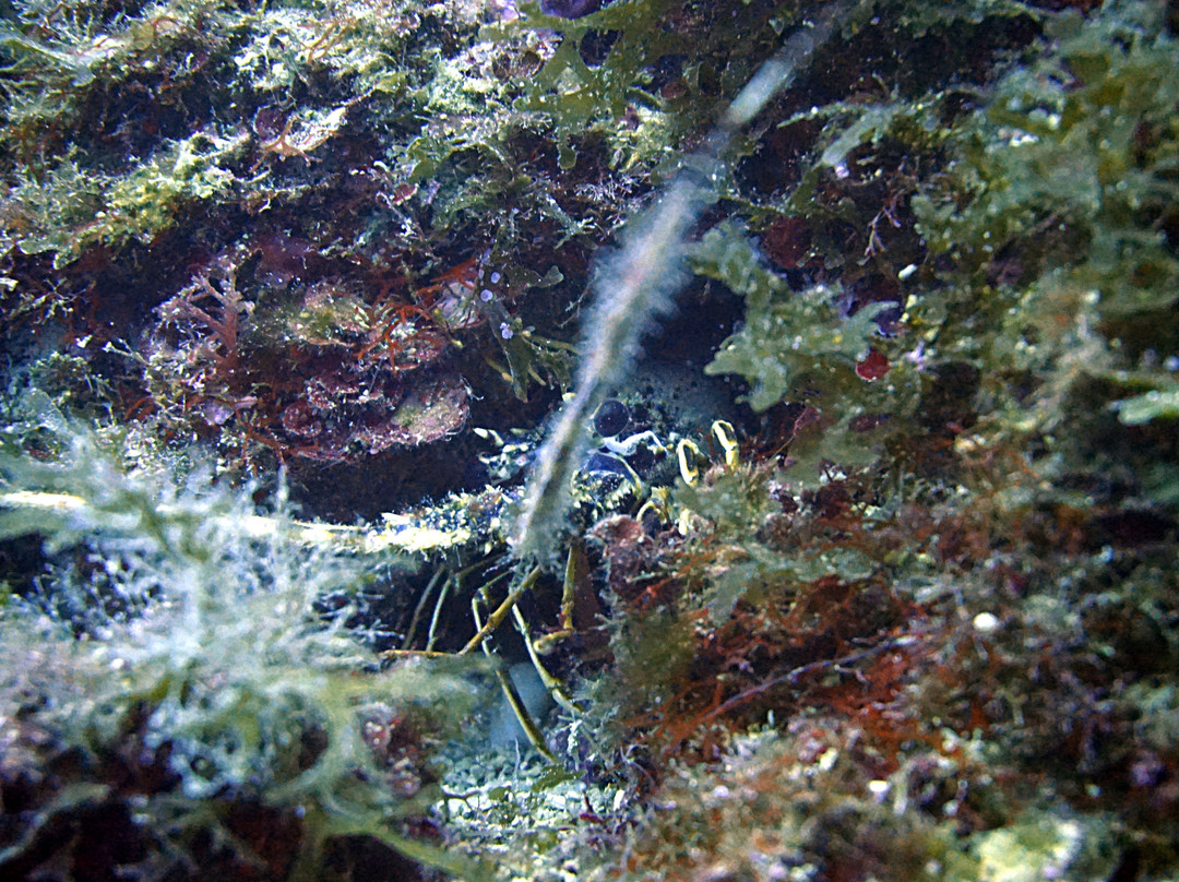 Gnu Diving景点图片
