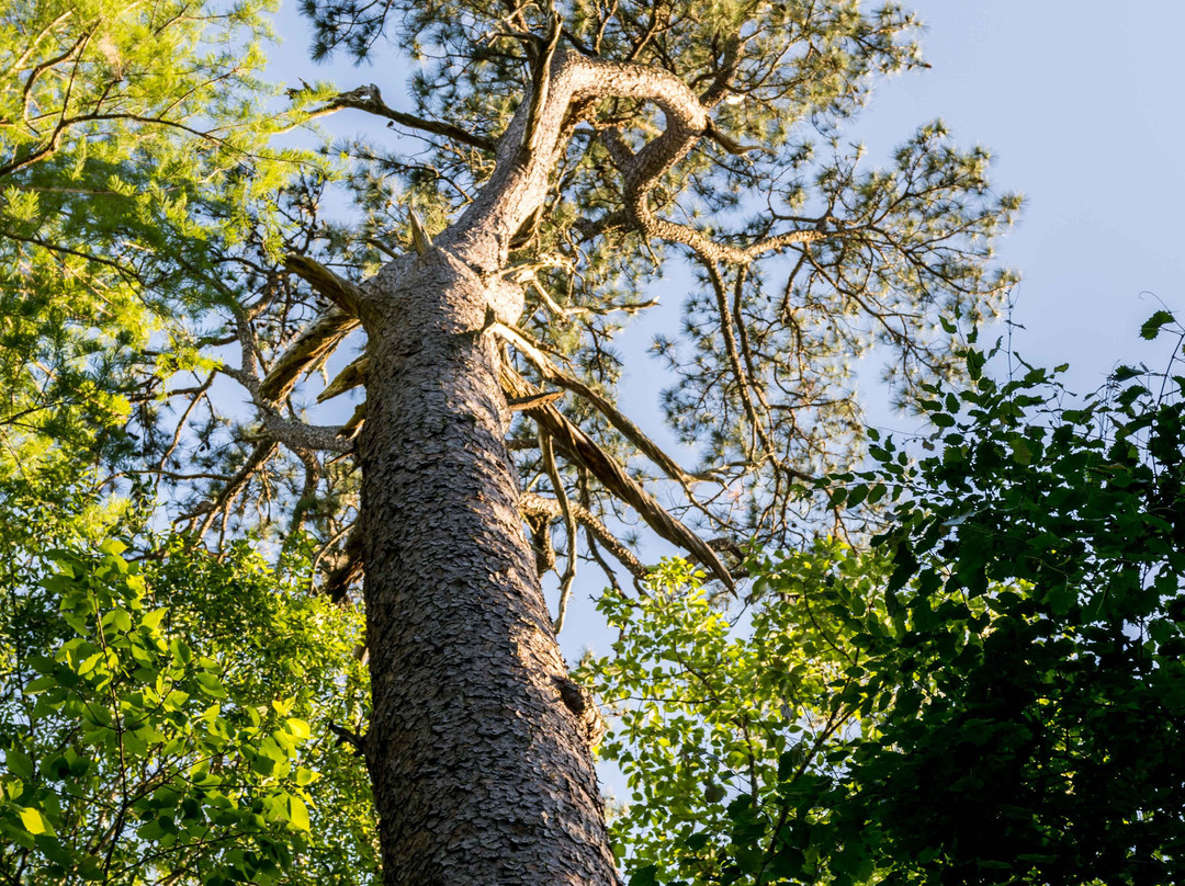 Congaree National Park景点图片
