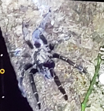 The Night Tour with Tracie The Bug Lady-德雷克湾必去景点